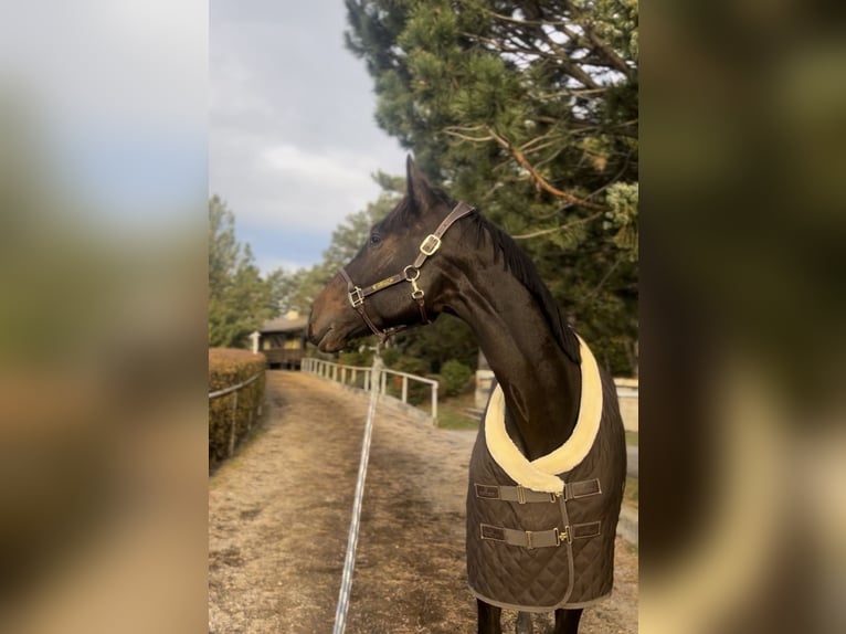 Latvian Warmblood Gelding 13 years 16.2 hh Bay-Dark in Enzesfeld-Lindabrunn