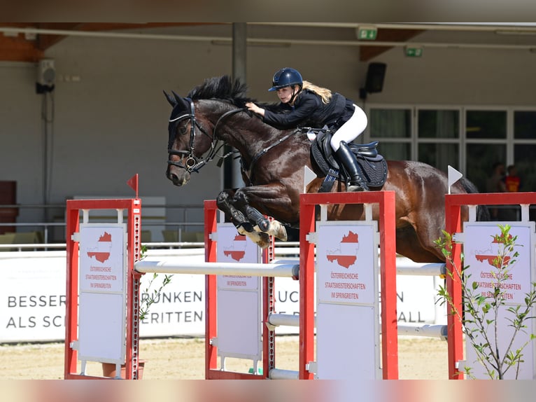 Latvian Warmblood Gelding 13 years 16.2 hh Bay-Dark in Enzesfeld-Lindabrunn