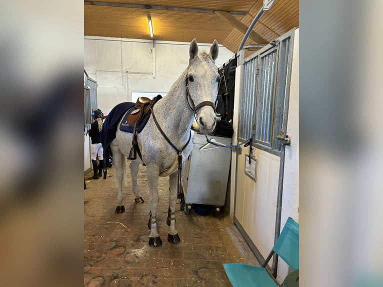 Latvian Warmblood Gelding 13 years 17 hh Gray-Fleabitten in Wattenbek