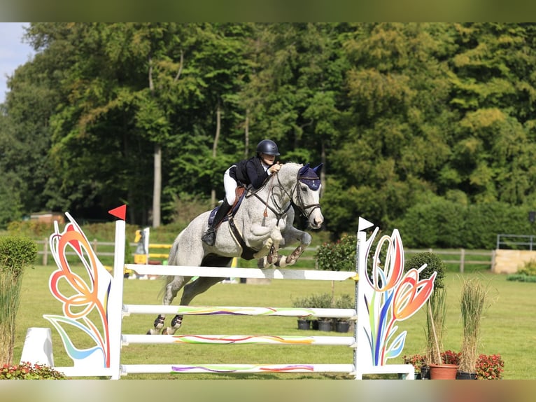 Latvian Warmblood Gelding 13 years 17 hh Gray-Fleabitten in Wattenbek