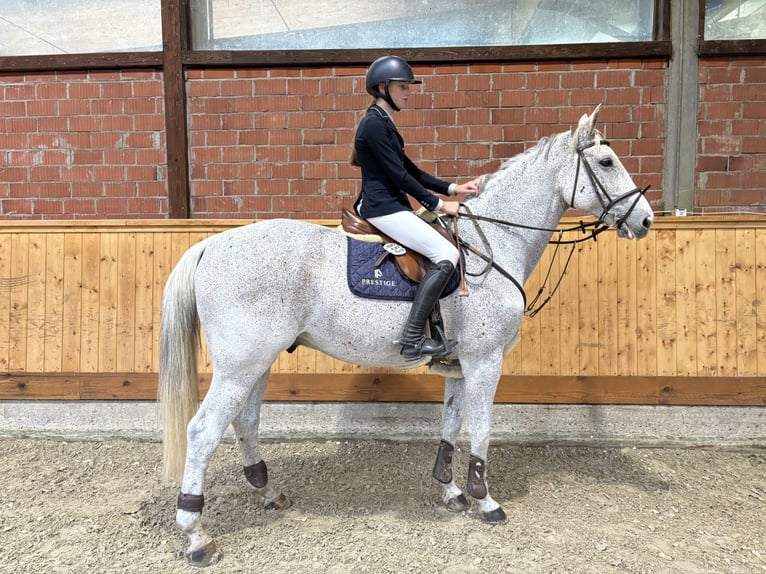 Latvian Warmblood Gelding 13 years 17 hh Gray-Fleabitten in Wattenbek