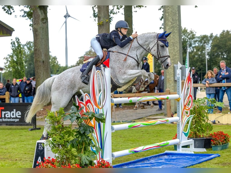 Latvian Warmblood Gelding 13 years 17 hh Gray-Fleabitten in Wattenbek