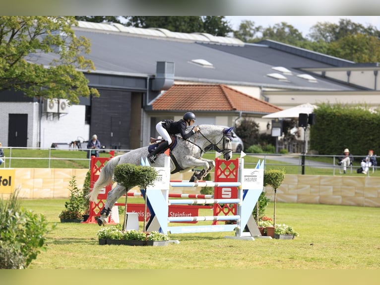 Latvian Warmblood Gelding 13 years 17 hh Gray-Fleabitten in Wattenbek