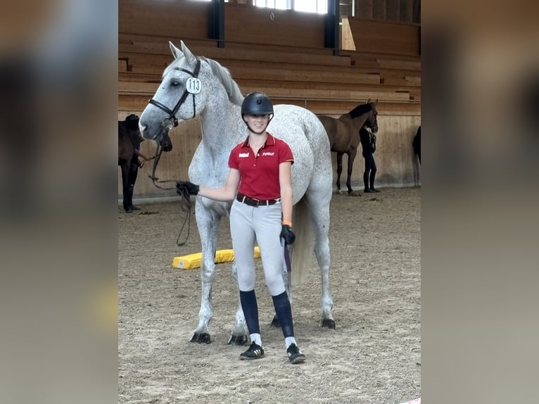 Latvian Warmblood Gelding 13 years 17 hh Gray-Fleabitten in Wattenbek