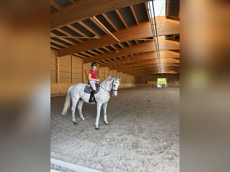 Latvian Warmblood Gelding 13 years 17 hh Gray-Fleabitten in Wattenbek