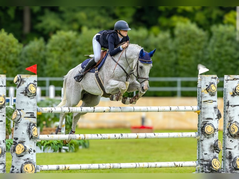 Latvian Warmblood Gelding 13 years 17 hh Gray-Fleabitten in Wattenbek