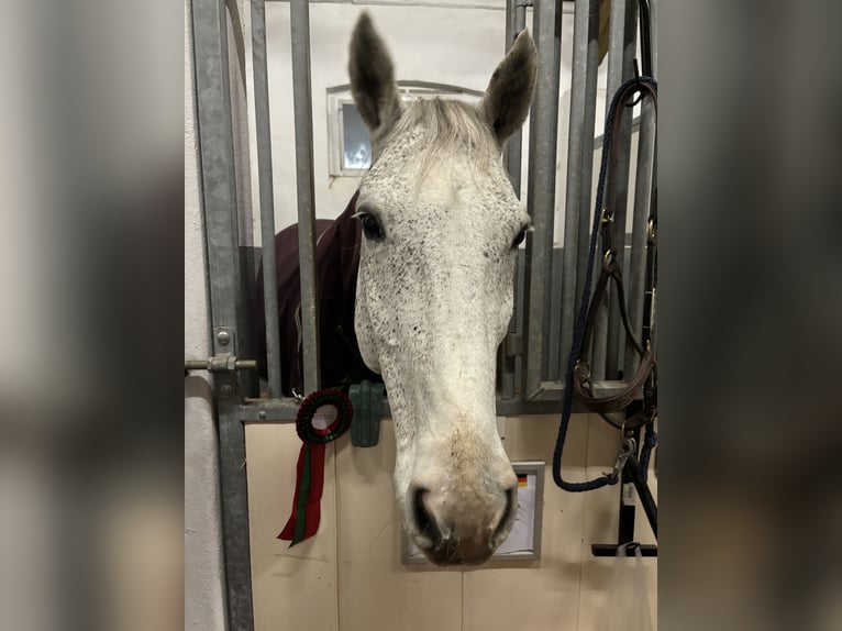 Latvian Warmblood Gelding 13 years 17 hh Gray-Fleabitten in Wattenbek