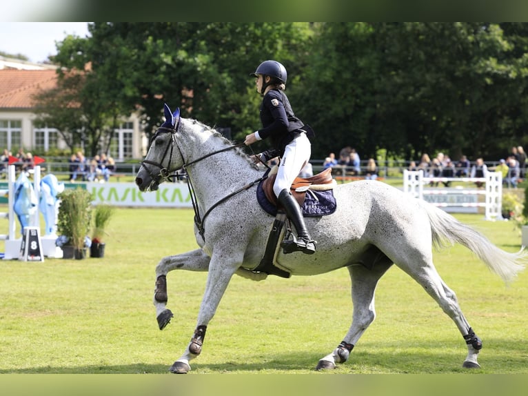 Latvian Warmblood Gelding 13 years 17 hh Gray-Fleabitten in Wattenbek