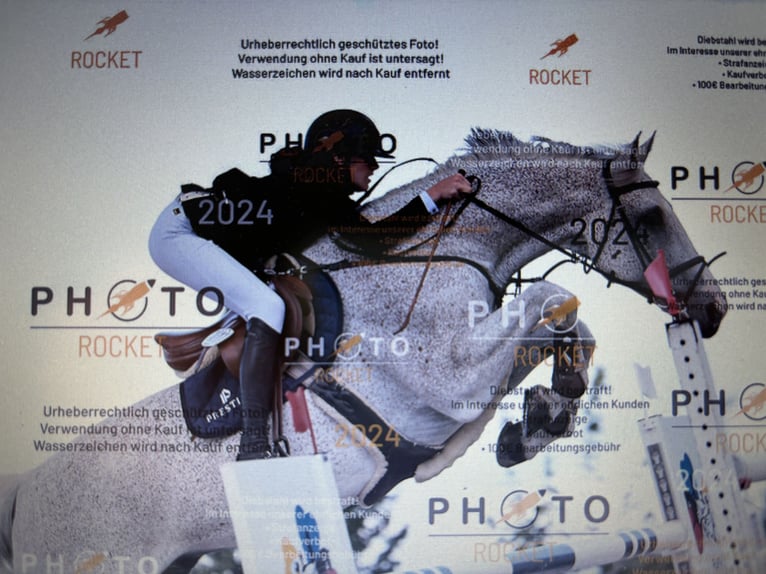 Latvian Warmblood Gelding 13 years 17 hh Gray-Fleabitten in Wattenbek