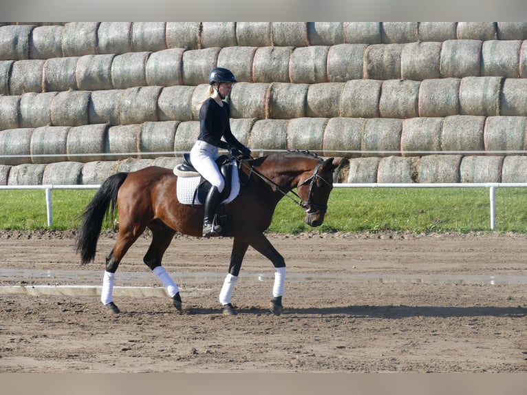 Latvian Warmblood Gelding 14 years 15,2 hh Brown in Ganschow