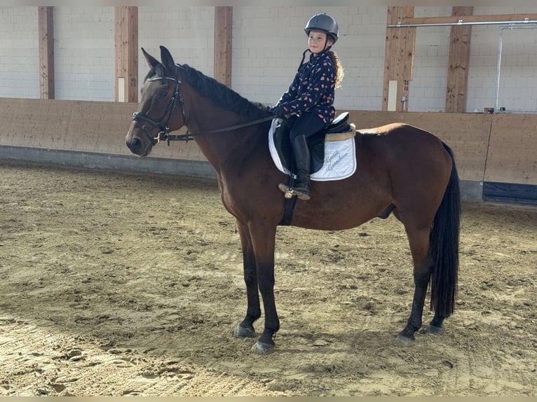 Latvian Warmblood Gelding 14 years 15,2 hh Brown in Ganschow