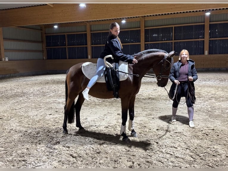 Latvian Warmblood Gelding 14 years 15,2 hh Brown in Ganschow