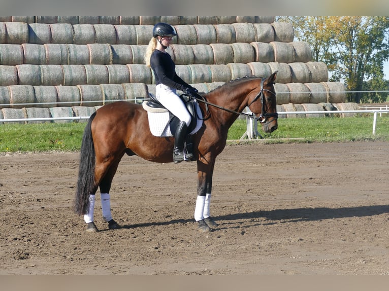 Latvian Warmblood Gelding 14 years 15,2 hh Brown in Ganschow