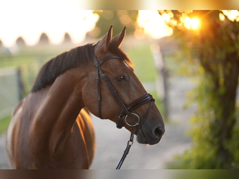 Latvian Warmblood Gelding 15 years 17 hh Brown-Light in Neuss