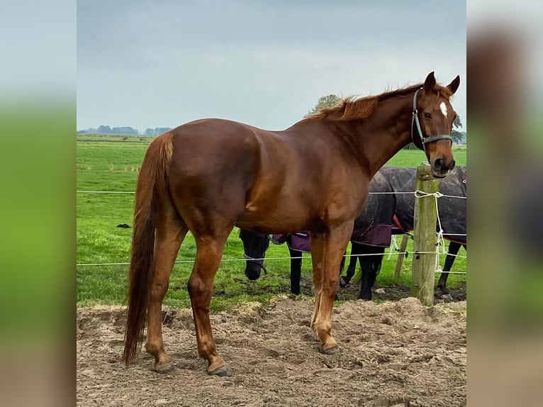 Latvian Warmblood Gelding 21 years 17 hh Brown in Leeuwarden