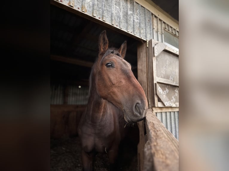 Latvian Warmblood Mix Gelding 3 years 15.1 hh Brown in Latvia