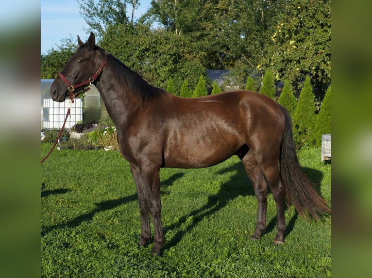Latvian Warmblood Gelding 3 years 16.1 hh Dun in dobele, jaunberze
