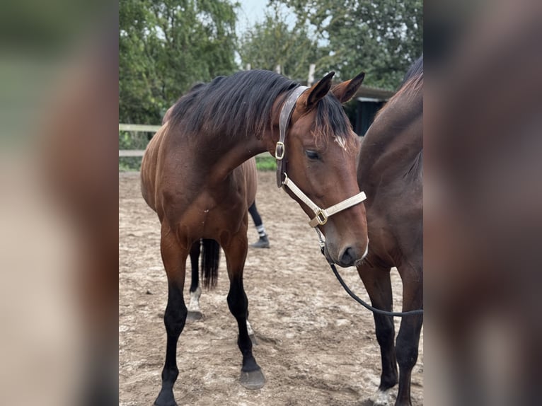 Latvian Warmblood Gelding 3 years 17 hh Bay-Dark in Uithoorn
