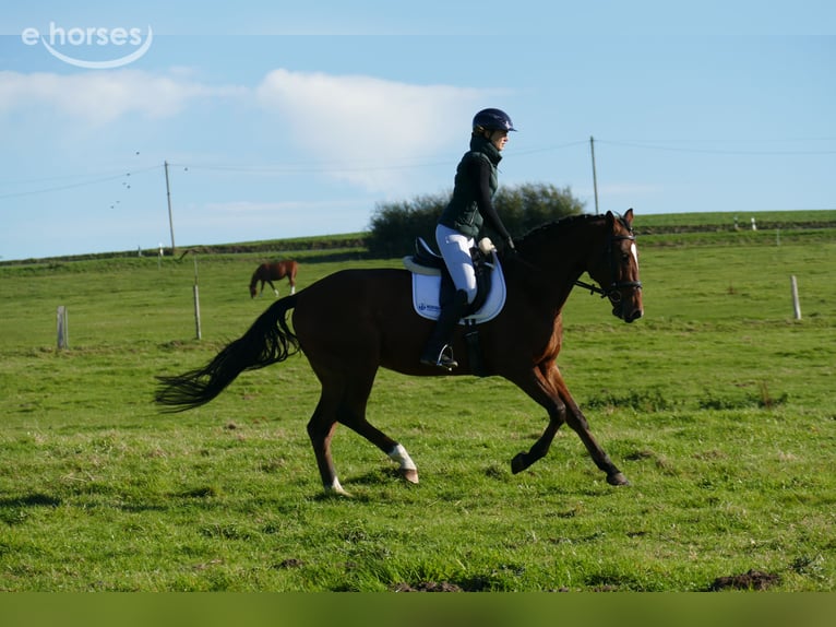 Latvian Warmblood Gelding 4 years 16.1 hh Brown in Ganschow