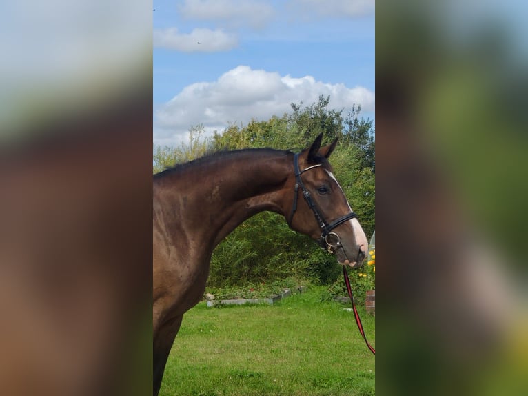 Latvian Warmblood Gelding 4 years 16,2 hh Bay-Dark in Dienvidkurzemes novads