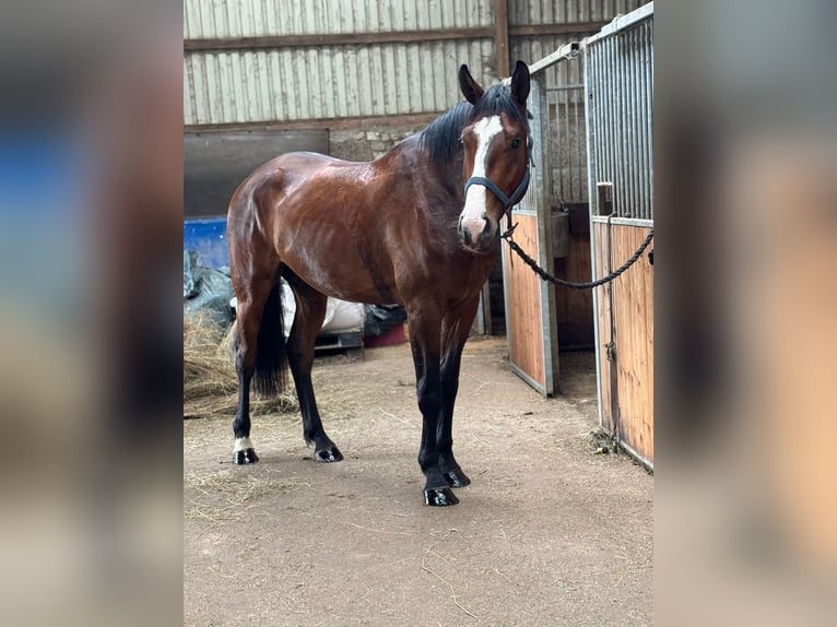 Latvian Warmblood Gelding 4 years 16,2 hh Bay in Ropazi, Baltic state