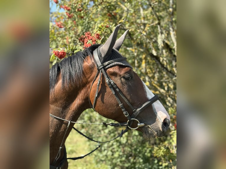 Latvian Warmblood Gelding 4 years 16,2 hh Bay in Ropazi, Baltic state