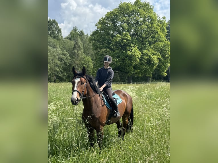 Latvian Warmblood Gelding 4 years 16,2 hh Bay in Ropazi, Baltic state