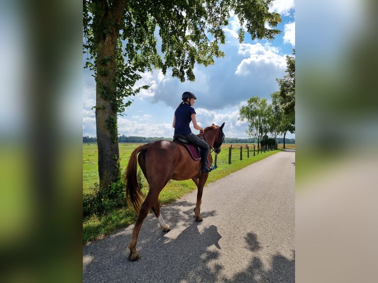 Latvian Warmblood Gelding 4 years 16,2 hh Chestnut-Red in Genderkingen