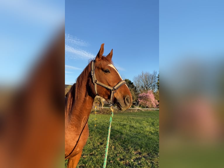 Latvian Warmblood Gelding 4 years 16,2 hh Chestnut-Red in Genderkingen
