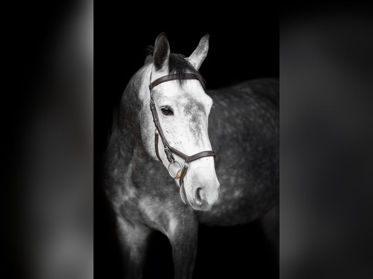 Latvian Warmblood Mix Gelding 5 years 16,1 hh Gray in Grybėnai