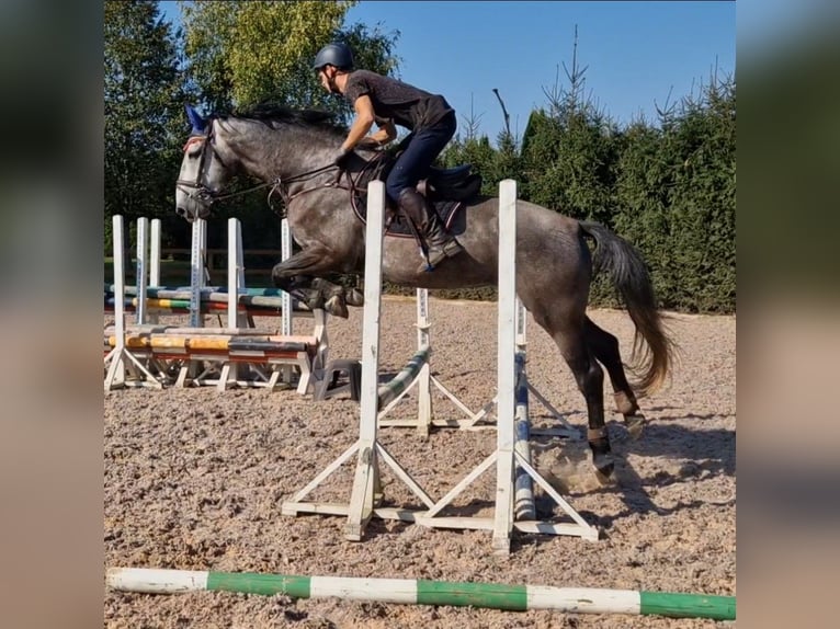 Latvian Warmblood Mix Gelding 5 years 16,1 hh Gray in Grybėnai