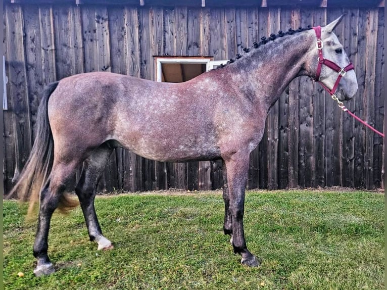 Latvian Warmblood Mix Gelding 5 years 16,1 hh Gray in Grybėnai