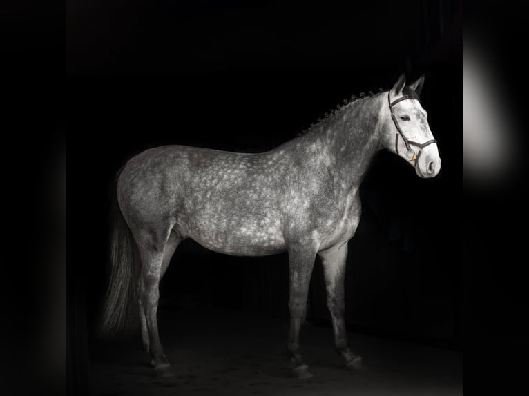 Latvian Warmblood Mix Gelding 5 years 16,1 hh Gray in Grybėnai