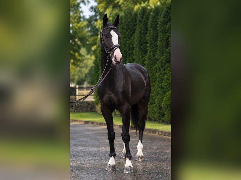 Latvian Warmblood Gelding 5 years 16.2 hh Bay-Dark in Tallinn