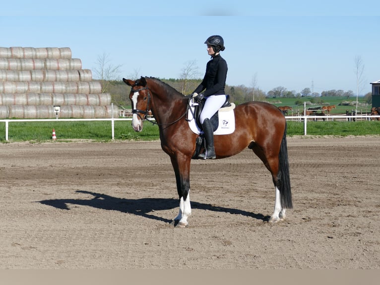 Latvian Warmblood Gelding 5 years 16.2 hh Brown in Ganschow