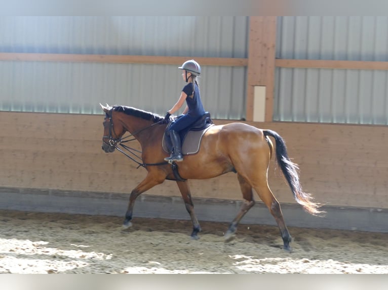 Latvian Warmblood Gelding 5 years 16.2 hh Brown in Ganschow