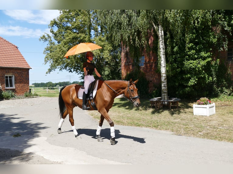 Latvian Warmblood Gelding 5 years 16.2 hh Brown in Ganschow