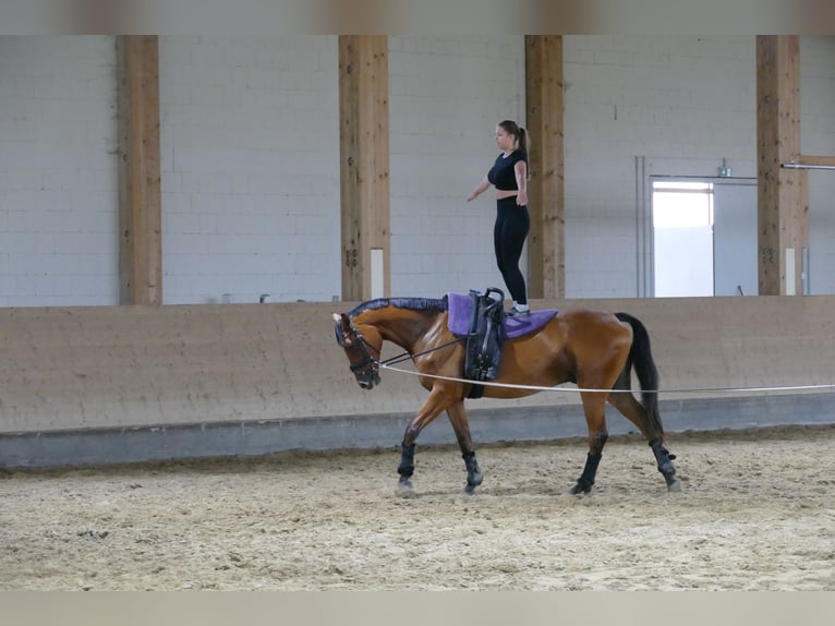 Latvian Warmblood Gelding 5 years 16.2 hh Brown in Ganschow