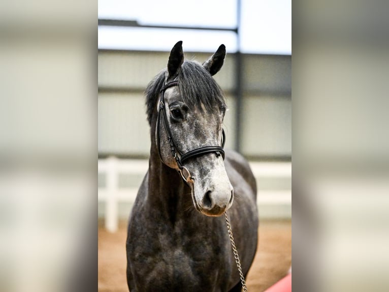 Latvian Warmblood Gelding 5 years 16 hh Gray in Ogre