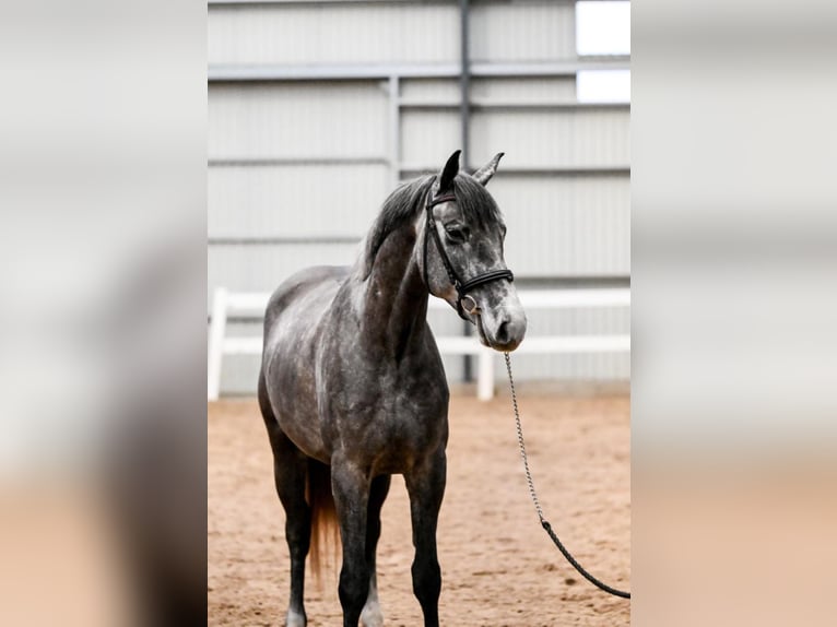 Latvian Warmblood Gelding 5 years 16 hh Gray in Ogre