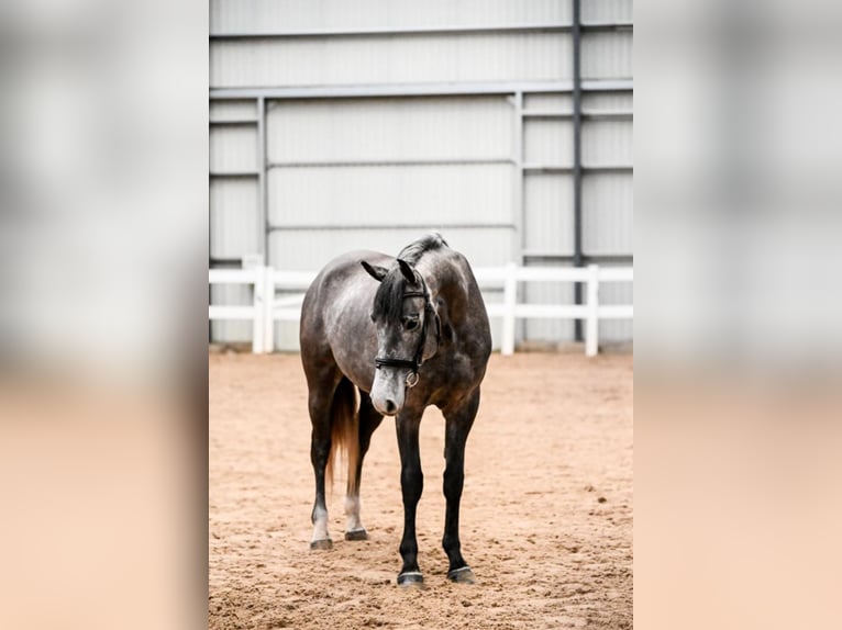 Latvian Warmblood Gelding 5 years 16 hh Gray in Ogre