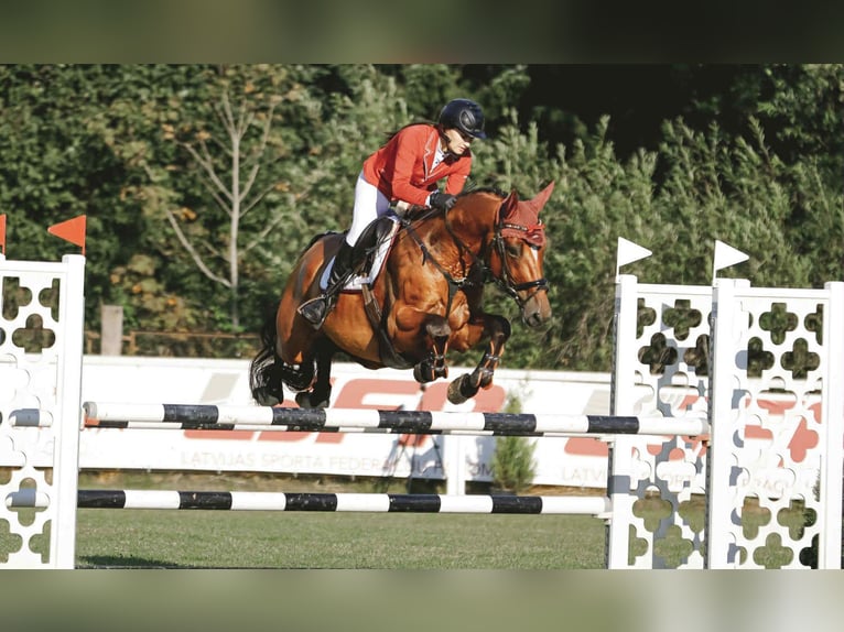 Latvian Warmblood Gelding 5 years 16,1 hh Bay in Sigulda