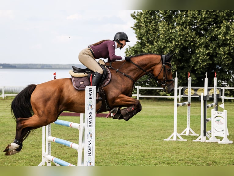 Latvian Warmblood Gelding 5 years 16,1 hh Bay in Sigulda