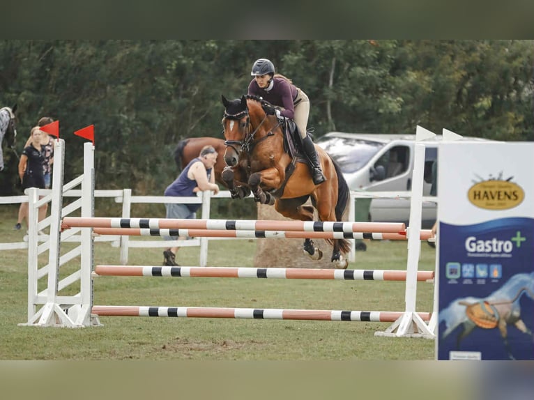 Latvian Warmblood Gelding 5 years 16,1 hh Bay in Sigulda