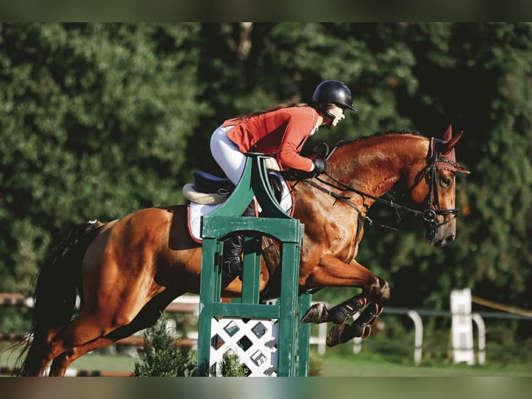 Latvian Warmblood Gelding 5 years 16,1 hh Bay in Sigulda
