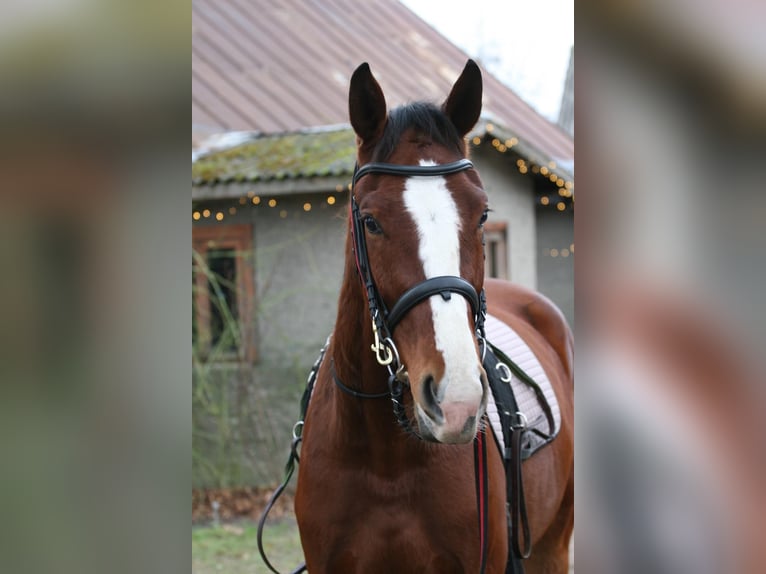 Latvian Warmblood Gelding 5 years 16,2 hh Bay in Ozolnieki