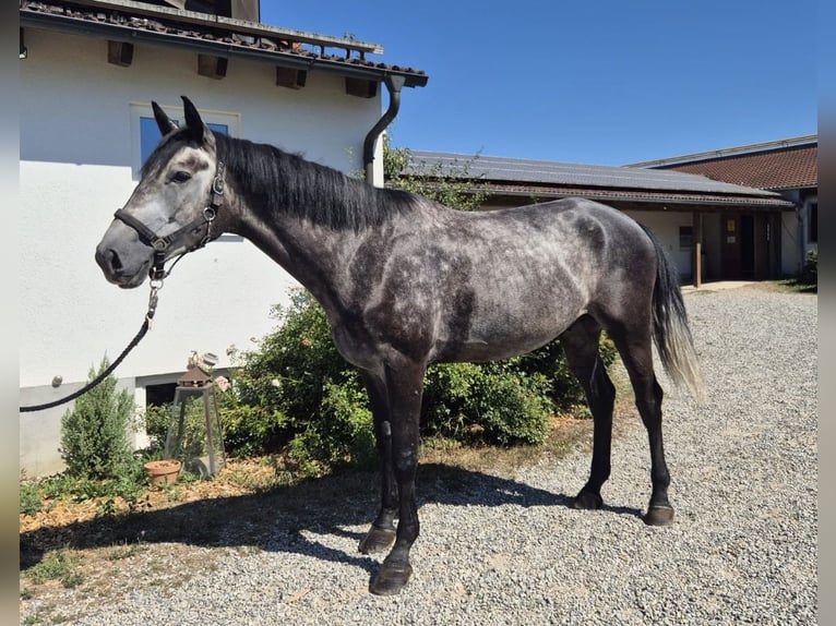 Latvian Warmblood Gelding 5 years 17 hh Grey in Deisenhausen