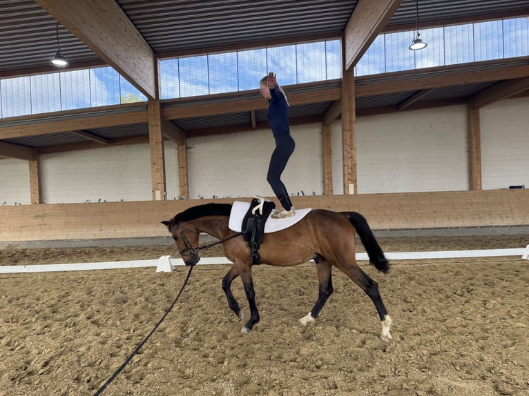 Latvian Warmblood Gelding 6 years 15.2 hh Brown in Ganschow
