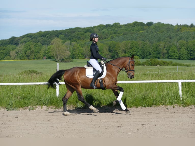 Latvian Warmblood Gelding 6 years 15.2 hh Brown in Ganschow