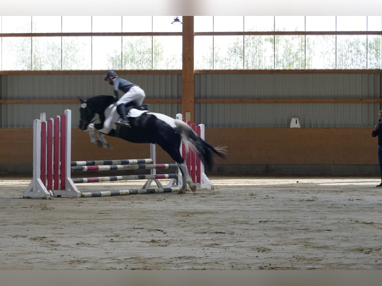 Latvian Warmblood Gelding 6 years 16,2 hh Pinto in Ganschow